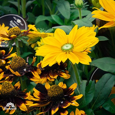 Rudkeckia Rudy Mini Yellow Black et Sunbeckia Ophelia